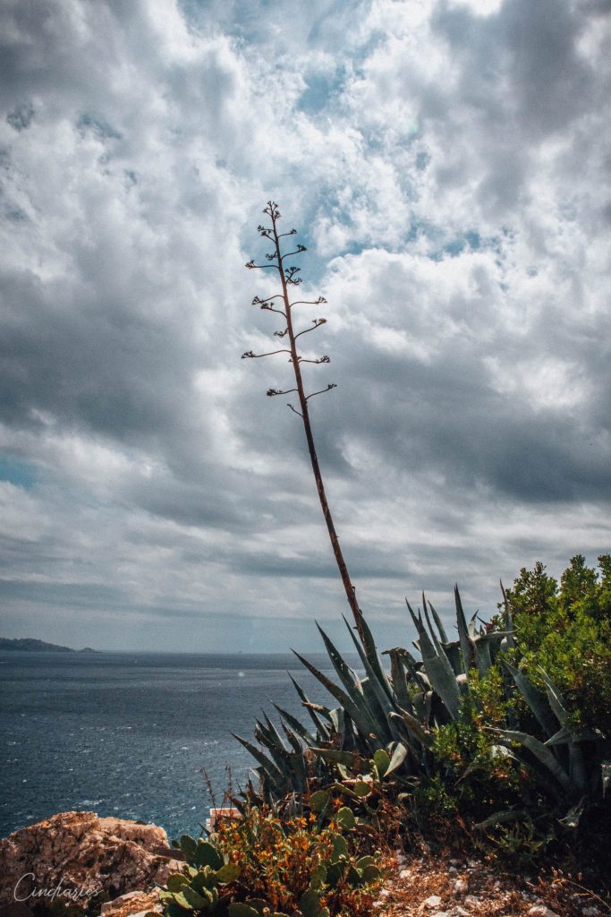 végétation sur les îles du Frioul