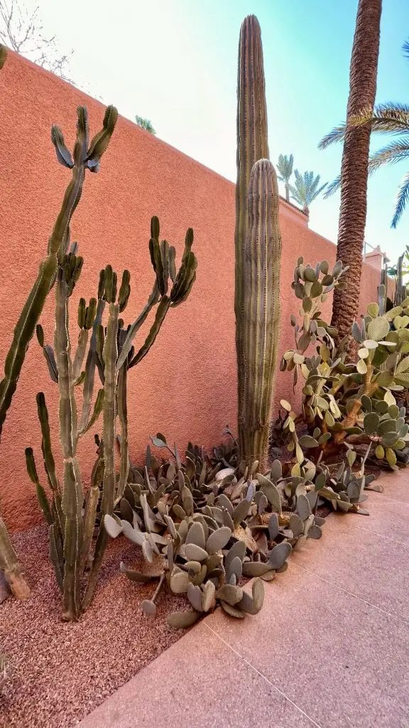 Plantes du Musée Yves-Saint-Laurent