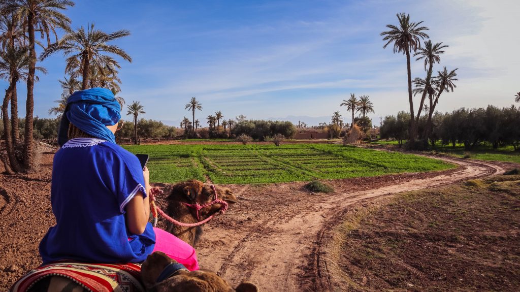 Balade en dromadaire dans la Palmeraie de Marrakech
