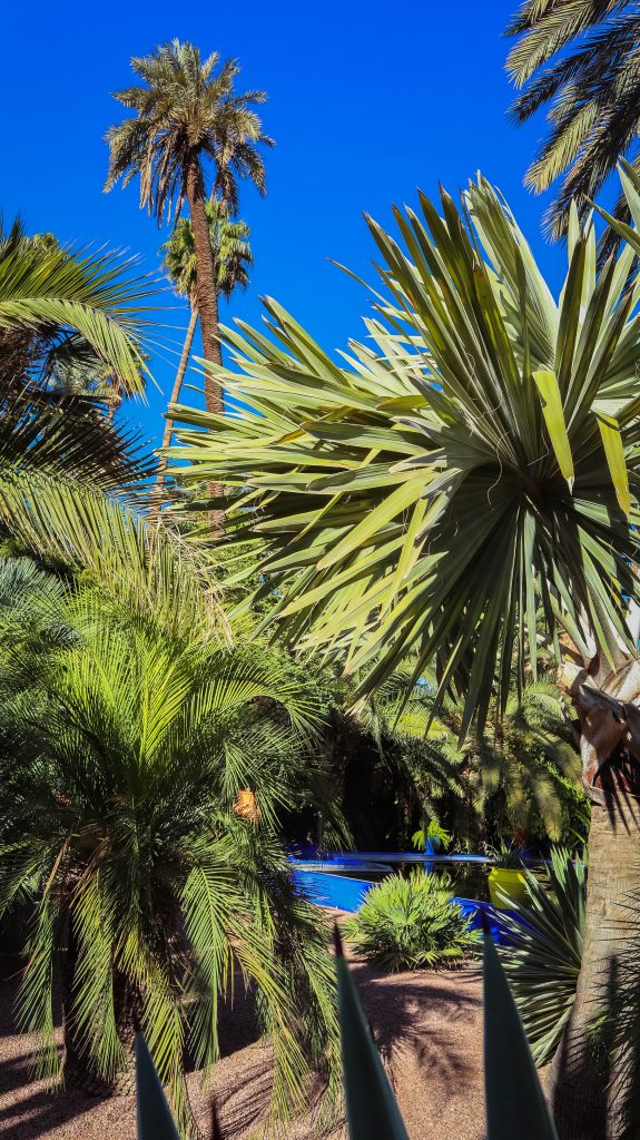 plantes, palmiers et fontaine bleue majorelle