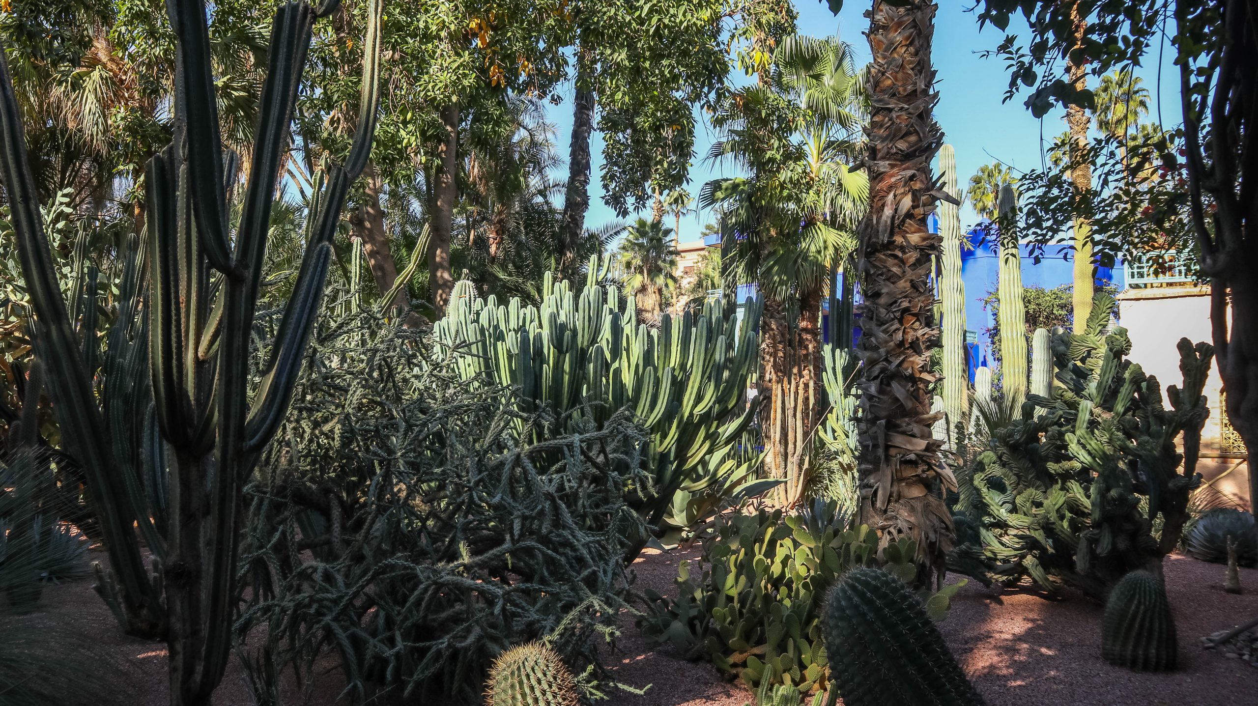 plantes du Jardin Majorelle