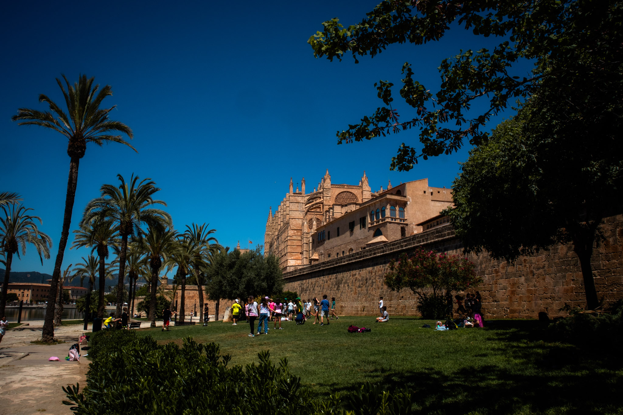 vue Cathédrale de Palma de Mallorca