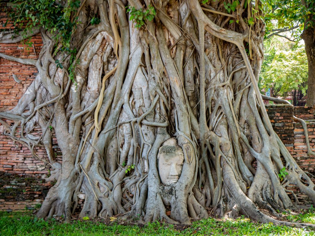 Tete de Bouddha dans l'arbre Wat Mahathat Temple Ayutthaya Thailande