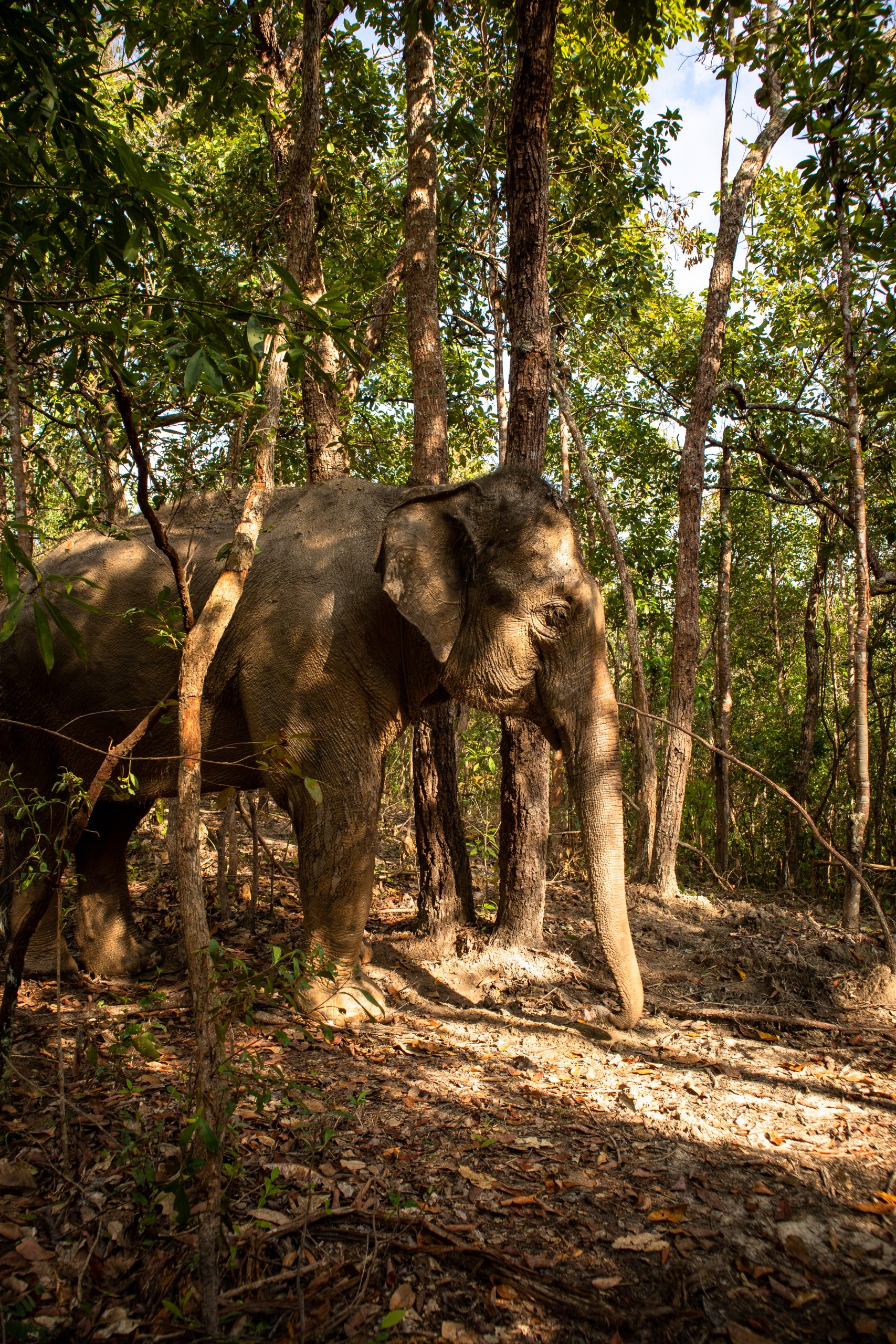 Visiter Ayutthaya en une journée depuis Bangkok